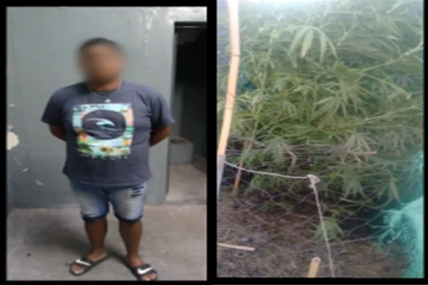 Allanamiento Y Secuestro De 4 Plantas De Marihuana