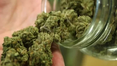 El Ministerio de Salud creó el Registro del Programa de Cannabis para que usuarios puedan acceder al cultivo controlado de la planta. Deberán con un diagnóstico e indicación médica.