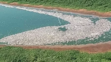 Gran mortandad de peces en el río Paraná como consecuencia del calor y la bajante