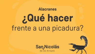 El aumento de la temperatura y las lluvias conllevan el incremento de los animales ponzoñosos. La importancia de detectar los alacranes peligrosos y los que no lo son, la prevención y la consulta rápida a un médico ante una picadura.