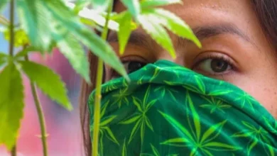 El Cannabis podría prevenir el coronavirus en las células humanas, según estudio