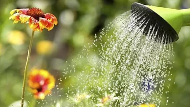 Recomendaciones para el uso responsable del agua en días de calor