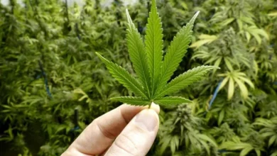 La Corte Suprema debatirá el cultivo de cannabis y el derecho al olvido 