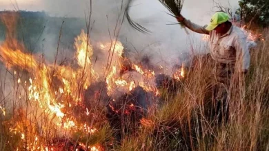 Las llamas en los Esteros del Iberá ponen en riesgo el principal proyecto de conservación del país