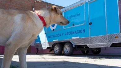 Castración y vacunación en barrio Sironi desde el martes