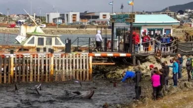 Decenas de delfines quedaron varados en las costas de Ushuaia