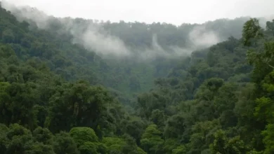 La biodiversidad que se va