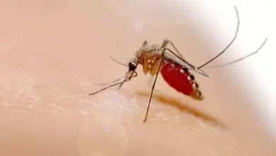 ¿Podrían ser los mosquitos los responsables de una nueva pandemia?