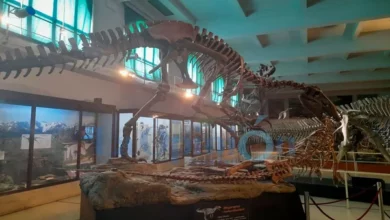 Santa Cruz: hallaron restos fósiles de un dinosaurio megaraptor