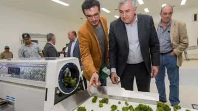 Gerardo Morales inició la cosecha de cannabis "más importante de Latinoamérica"