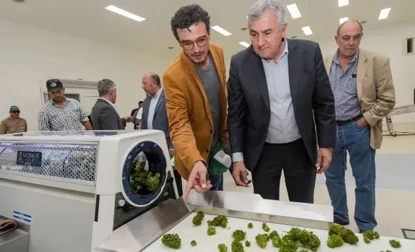 Gerardo Morales inició la cosecha de cannabis "más importante de Latinoamérica"