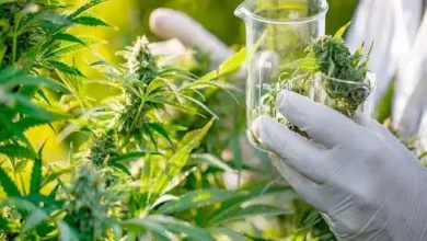 Diputados aprobó la ley que regula la industria del cannabis medicinal