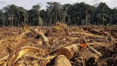 Argentina está en default ambiental: ¿qué significa?