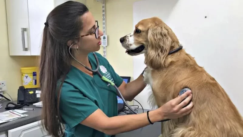 ¿Por qué el 6 de agosto se celebra el Día del Veterinario?