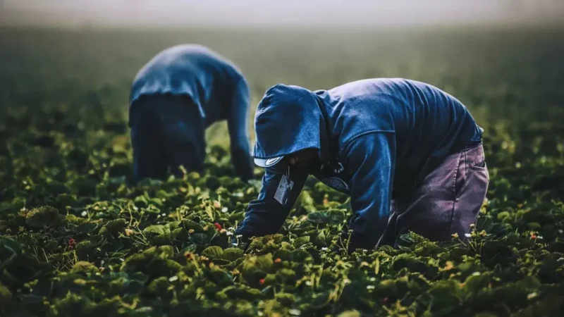 9 de septiembre: Día Mundial de la Agricultura