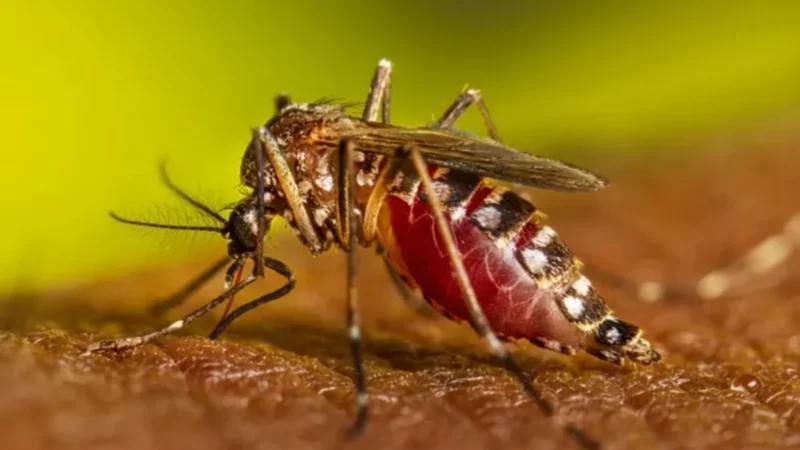 Confirmaron un caso de chikungunya en Chaco y analizan un segundo contagio.