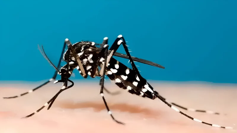 Alerta sanitaria: más de 56 mil casos de dengue y mil de chikungunya en Argentina - Ministerio de Salud advierte sobre el aumento de enfermedades transmitidas por mosquitos"