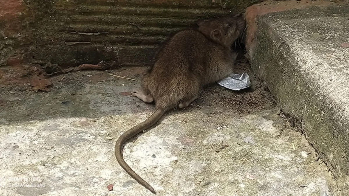 Peligro sanitario: Residentes reportan proliferación de roedores en la ciudad