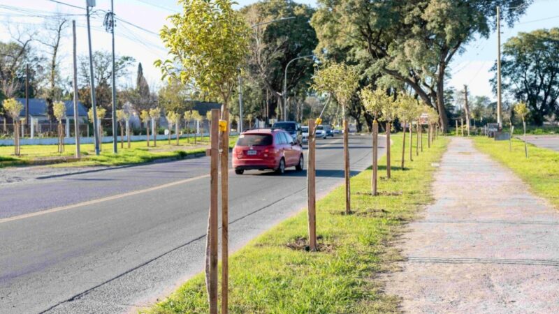 San Nicolás embellece su entorno con árboles