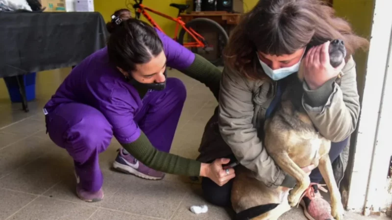 Castración y vacunación gratuitas en San Nicolás