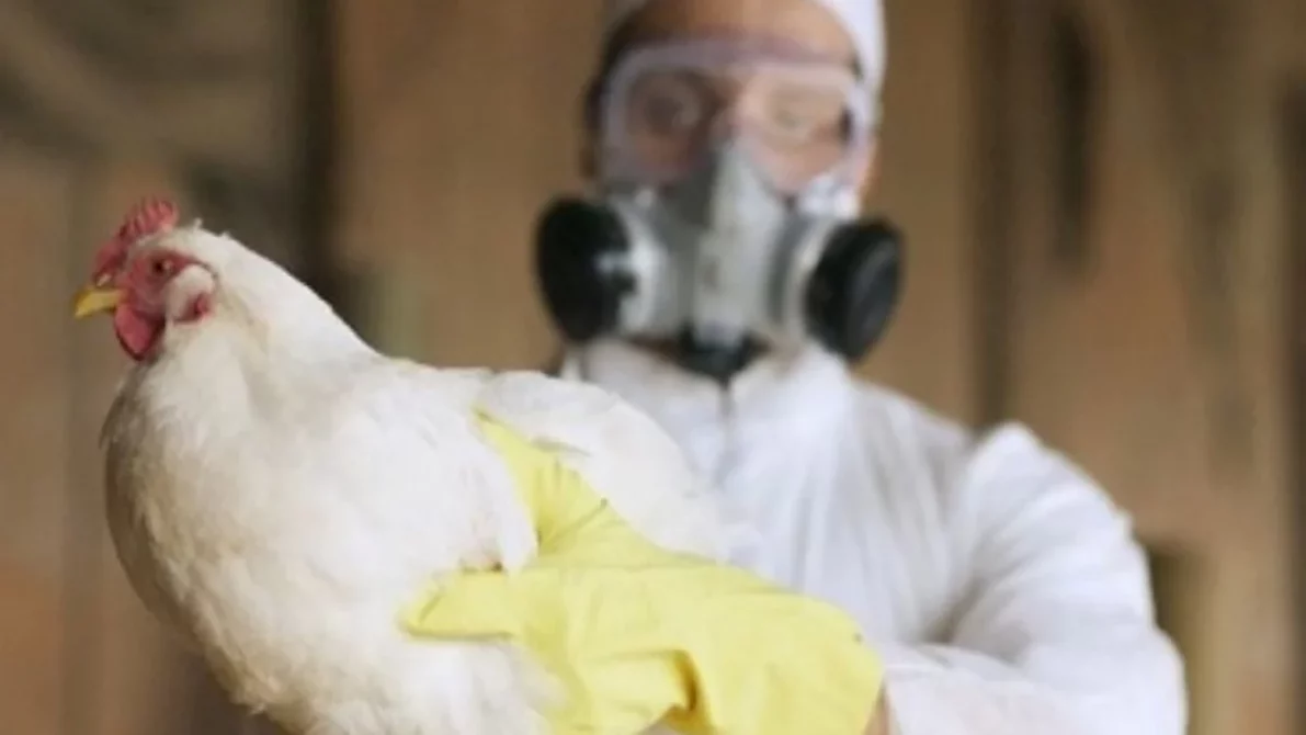 Avance en el control de la influenza aviar.